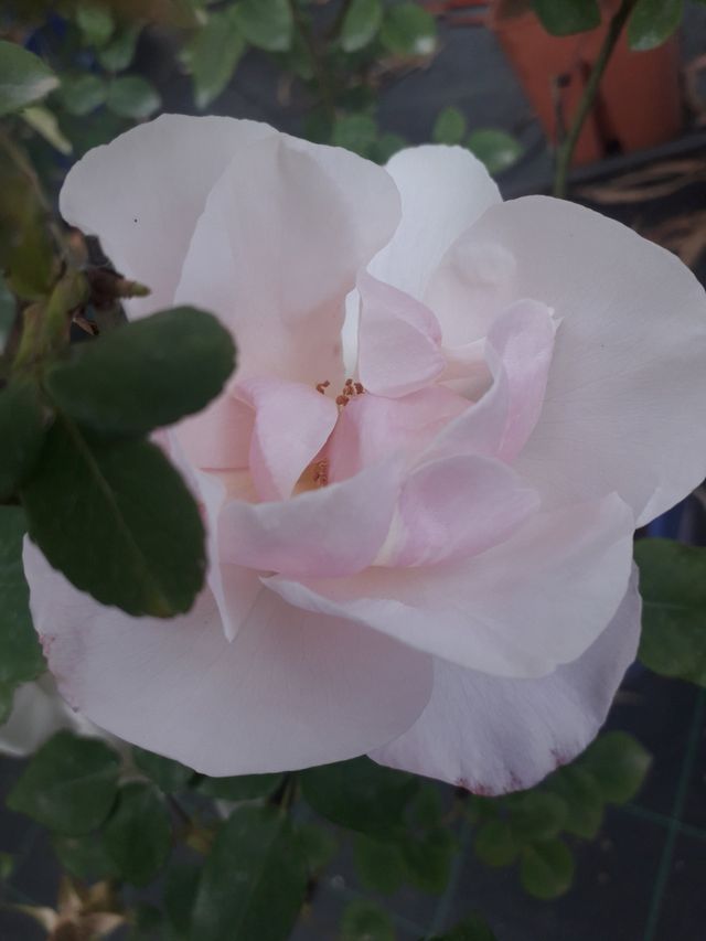 Rosa Souvenir de St. Anne