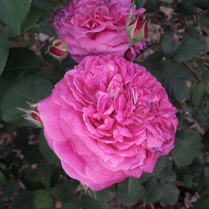 Rosa Souvenir du Président Lincoln