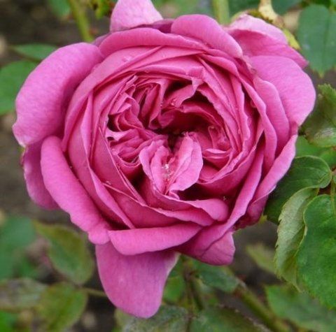 Rosa Souvenir du Président Lincoln