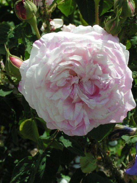 Rosa Unique Panachée