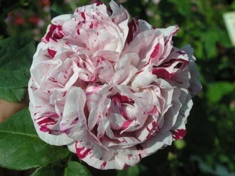 Rosa Variegata di Bologna