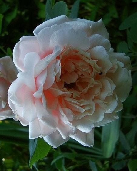 Rosa Viscountess Folkestone