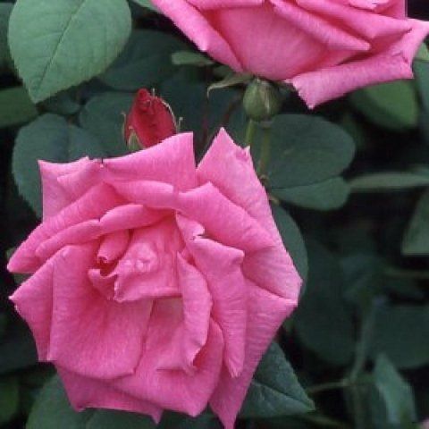 Rosa Zéphirine Drouhin