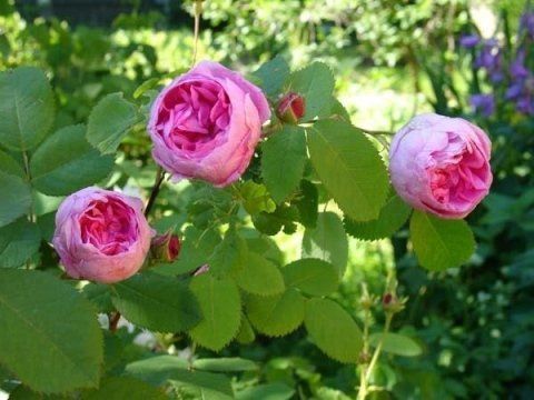 Rosa x Centifolia
