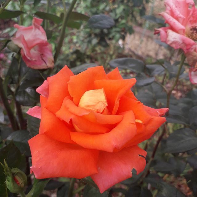 Rosa Nova lux