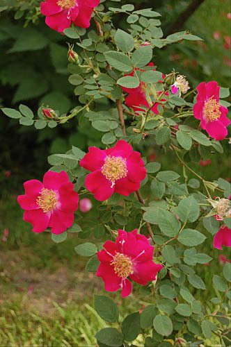 Rosa Eddie's Jewel