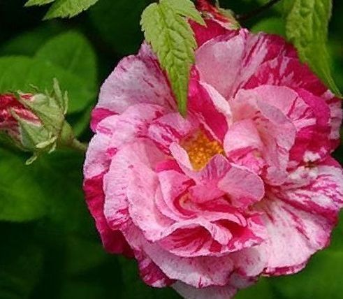Rosa Gallica Versicolor