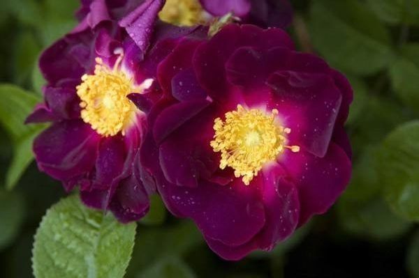 Rosa Gallica Violacea