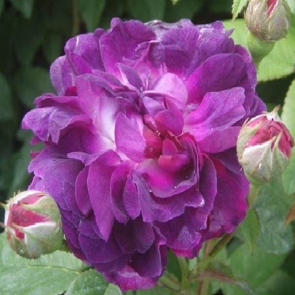 Rosa Le Rosier Eveque
