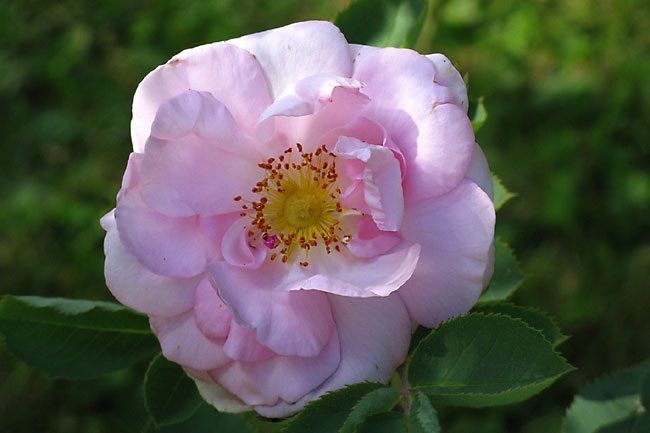 Rosa Alba Celestial