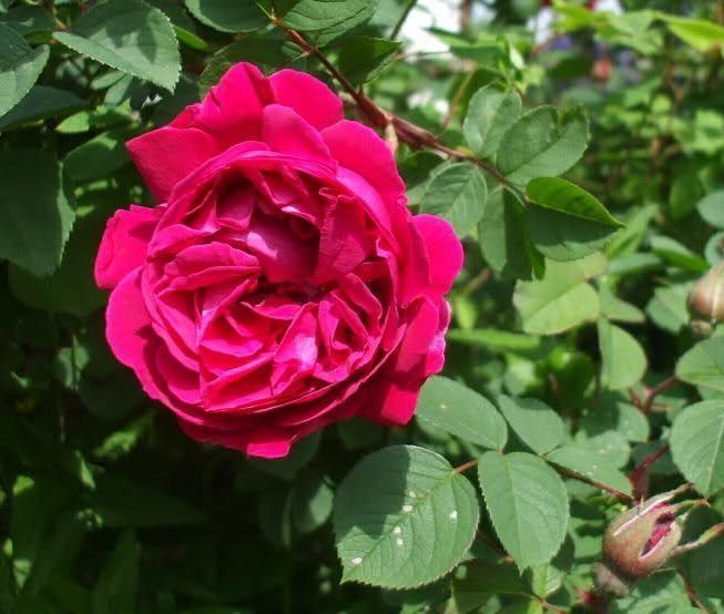 Rose à Parfum de l'Hay