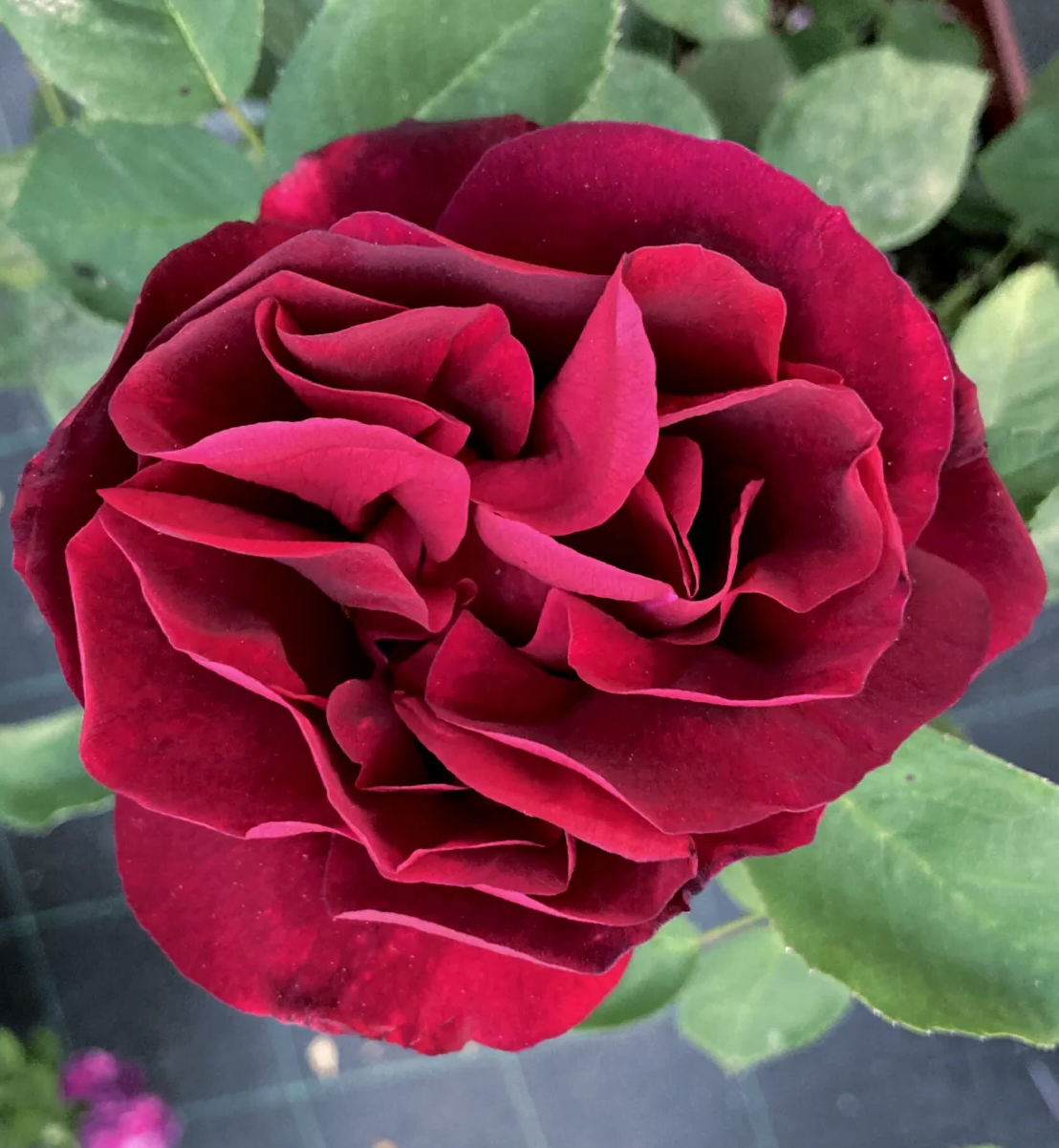 Rose du Roi à Fleurs Pourpres