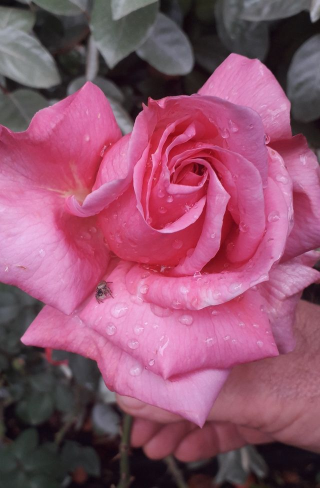 Rosa Souvenir de George Pernet clg