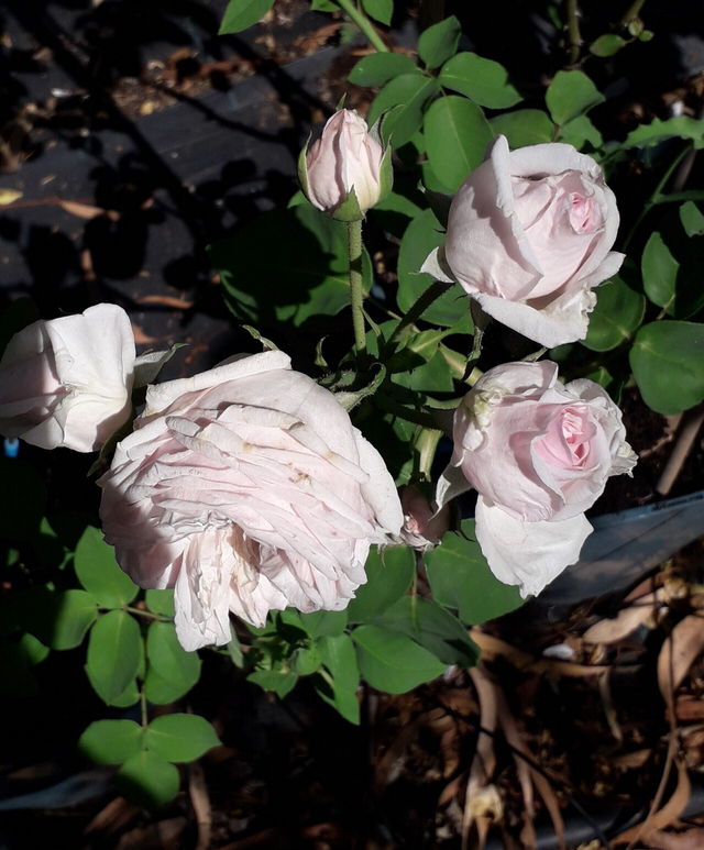 Rosa Souvenir de la Malmaison