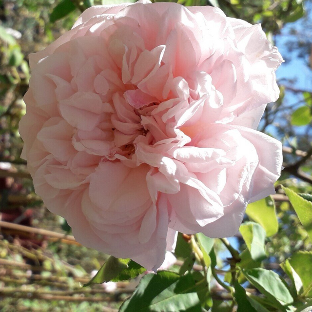 Rosa Souvenir de la Malmaison