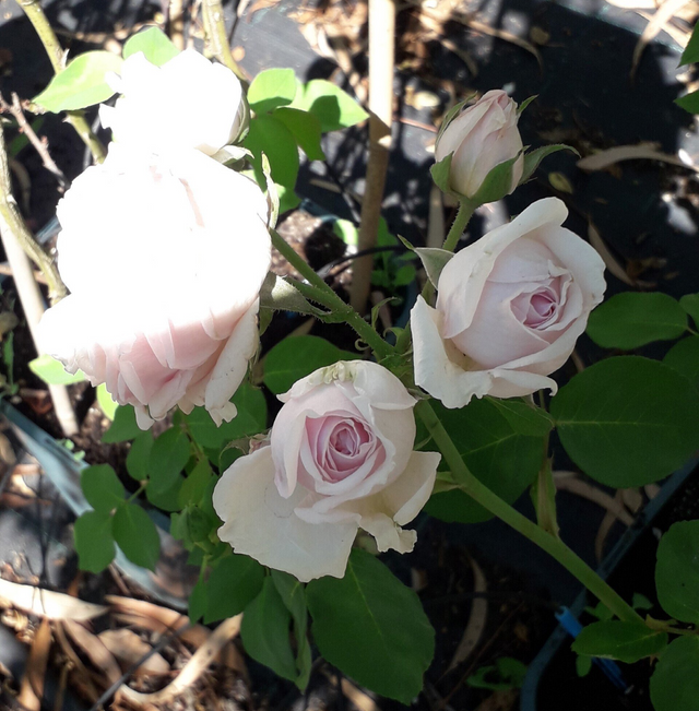 Rosa Souvenir de la Malmaison