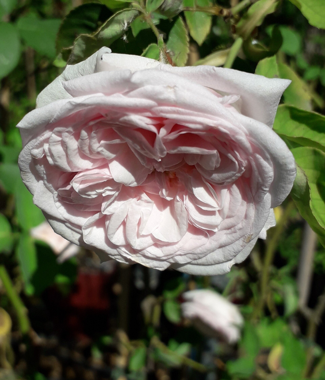 Rosa Souvenir de la Malmaison