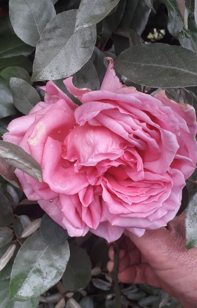 Rosa Souvenir de George Pernet clg