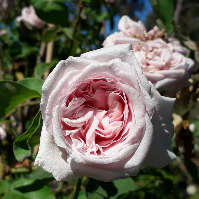 Rosa Souvenir de la Malmaison