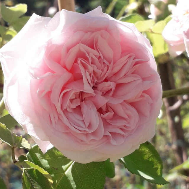 Rosa Souvenir de la Malmaison