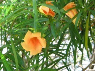 Thevetia Peruviana
