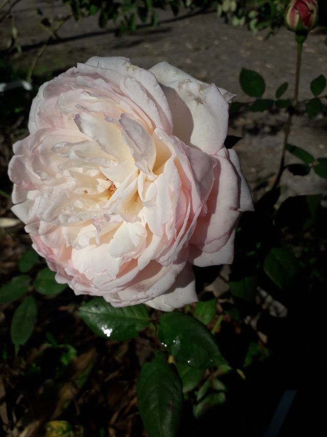 Rosa Tipsy Imperial Concubine