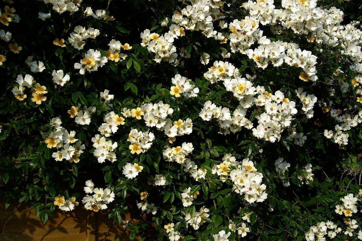 Cespuglio rose