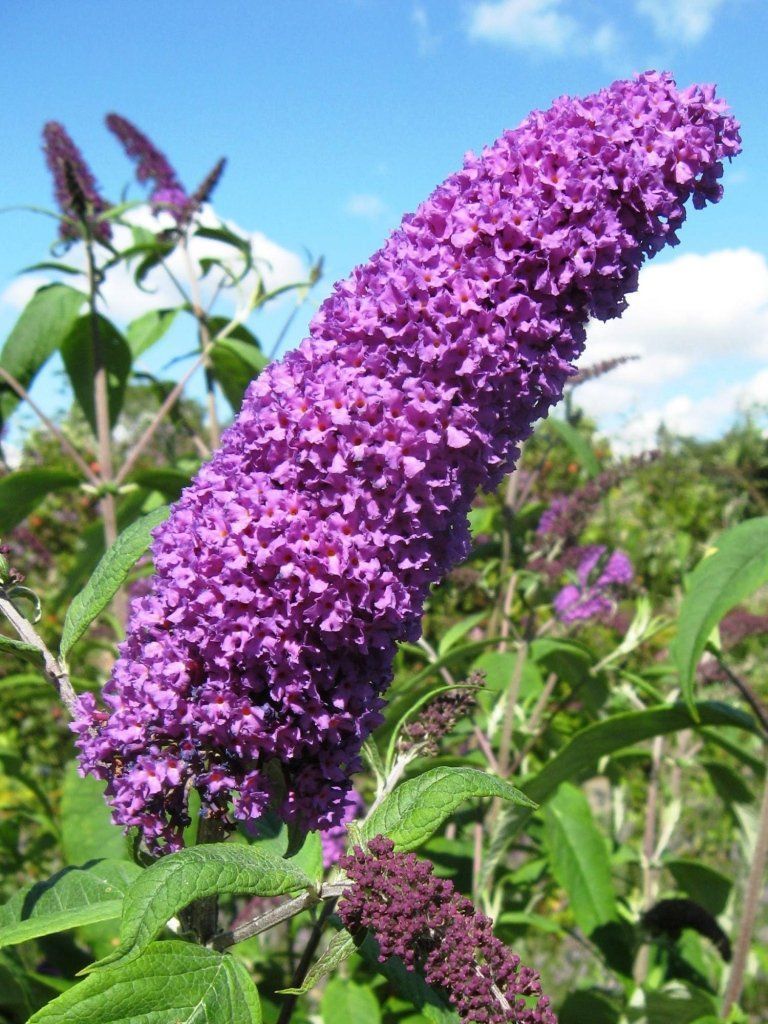 Buddleja Davidii