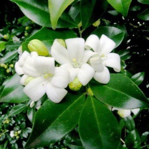 Murraya Paniculata