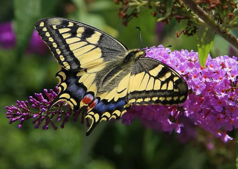 Buddleja Davidii