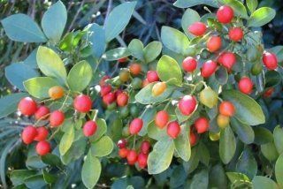 Murraya Paniculata