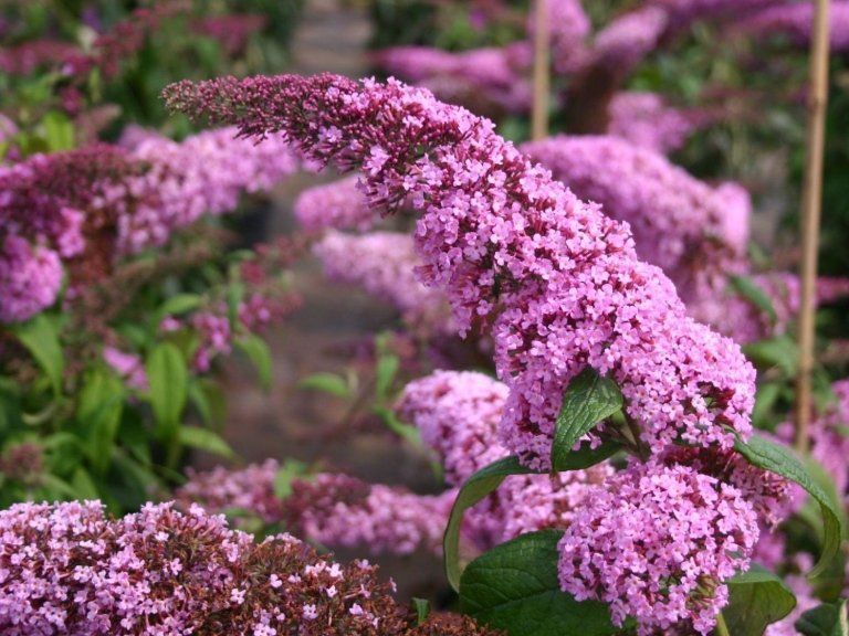 Buddleja Davidii