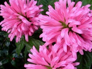 Jacobinia Carnea