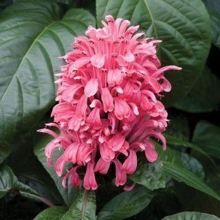 Jacobinia Carnea