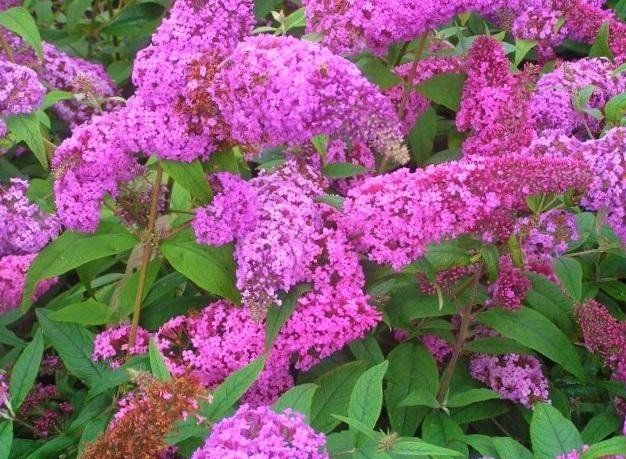 Buddleja Davidii