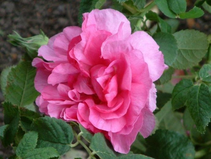 Rosa Empress Joséphine