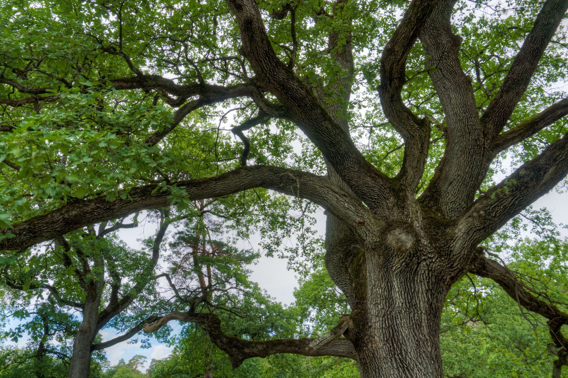 Quercia