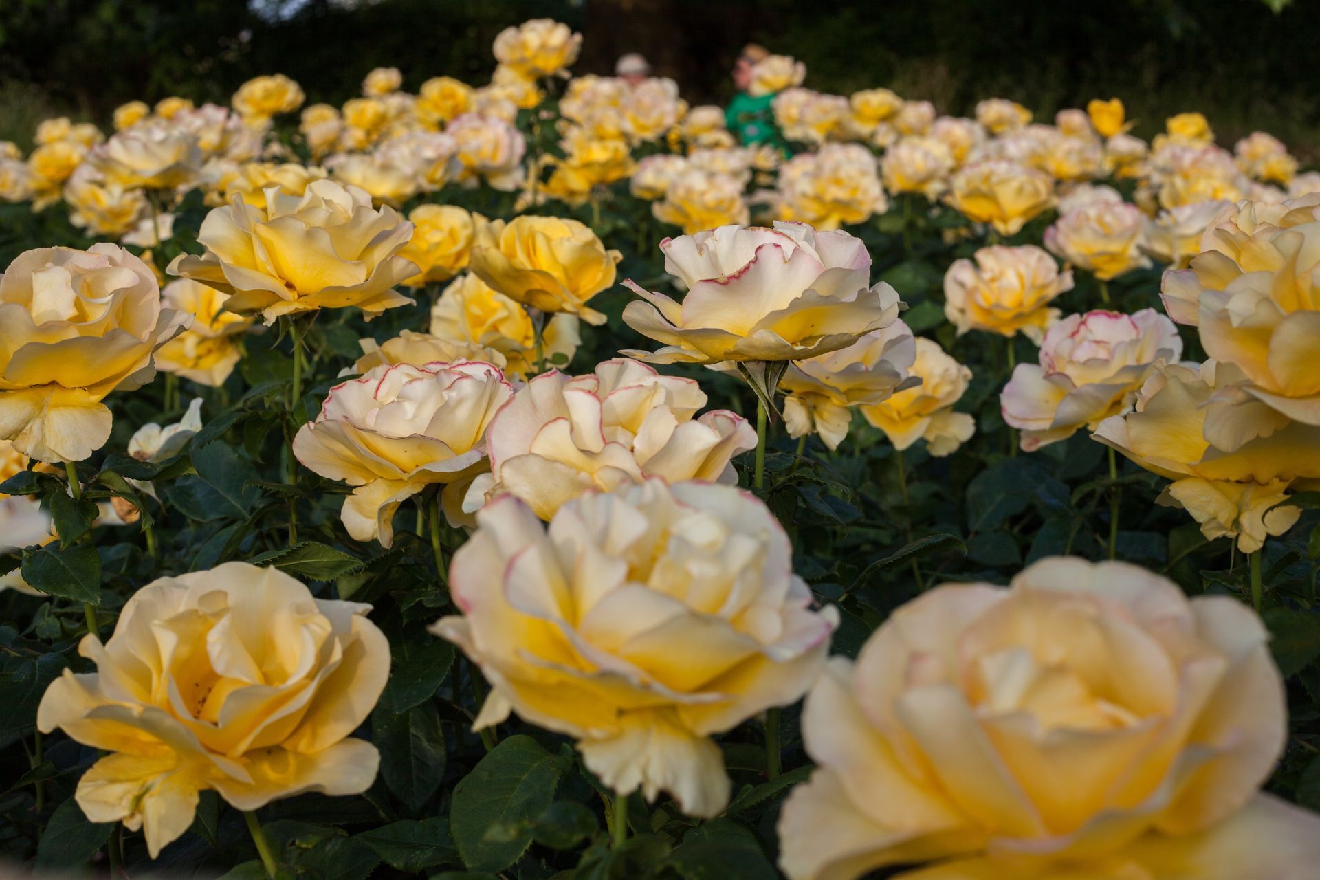 Rose gialle in giardino