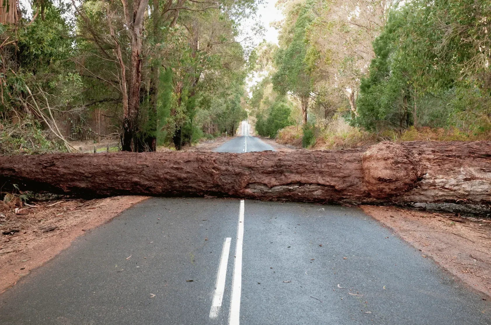 Large fallen tree blocking both lanes of a paved road.