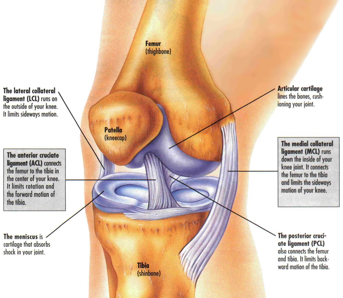 Knee Anatomy | Dr David Agolley Orthopaedic Surgeon