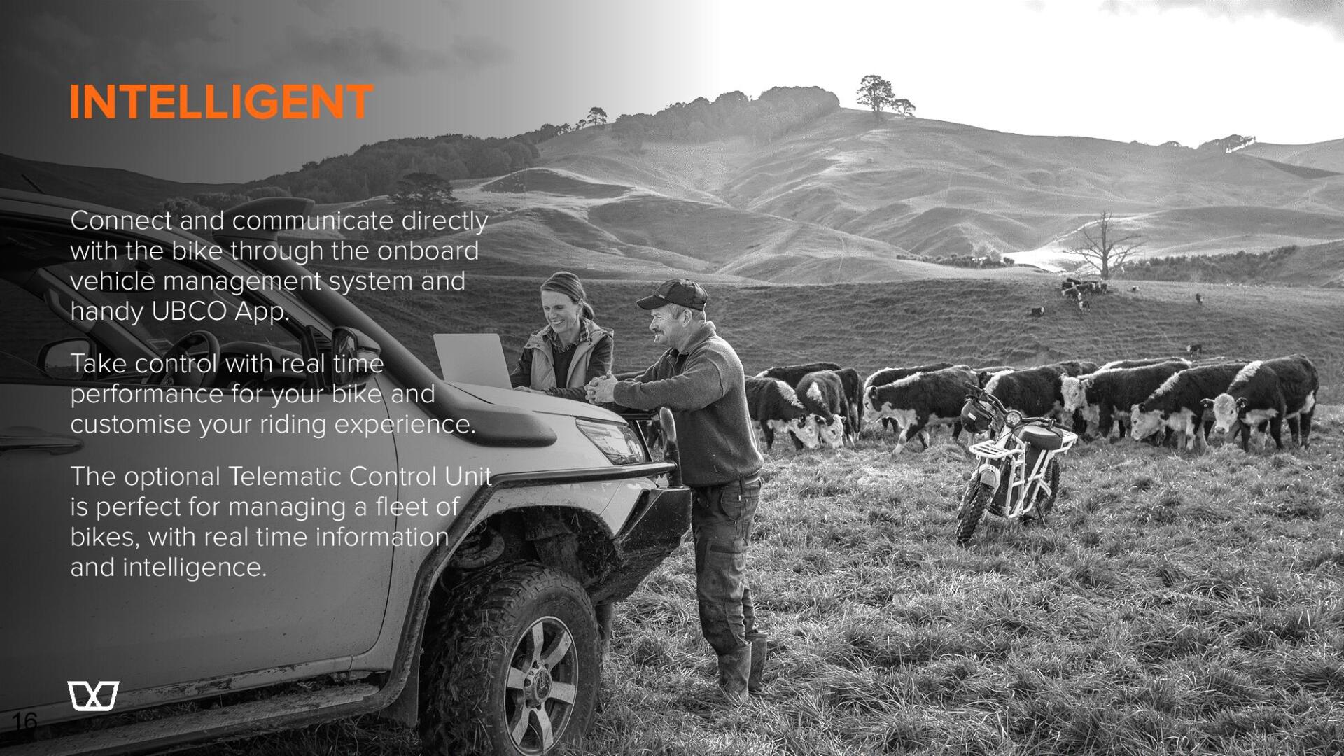 A man is standing next to a truck in a field with cows.