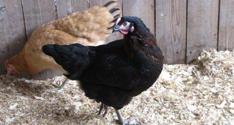 Chicken breeder