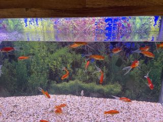 Fishes-in-tank