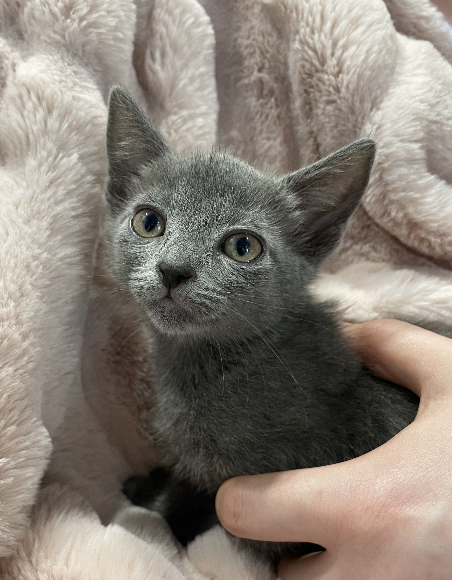 About Us Kirrawee Pic a Pet