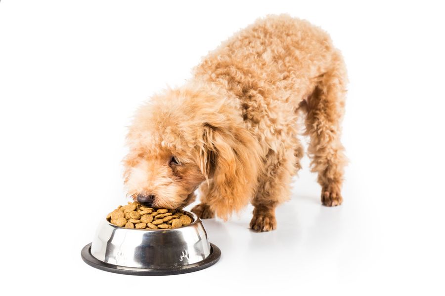 poodle-puppy-eating-kibbles