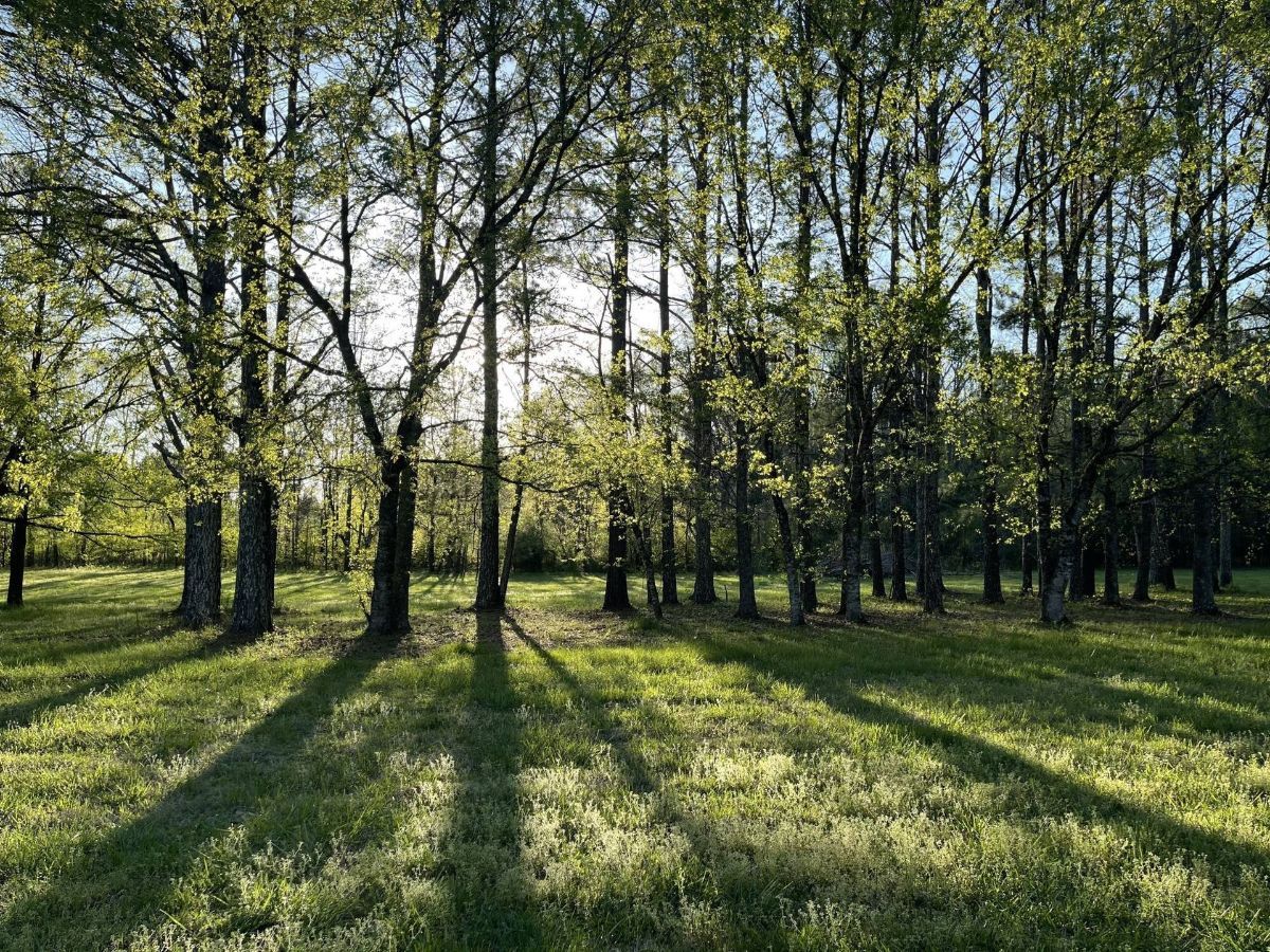 The sun is shining through the trees and casting shadows on the grass.