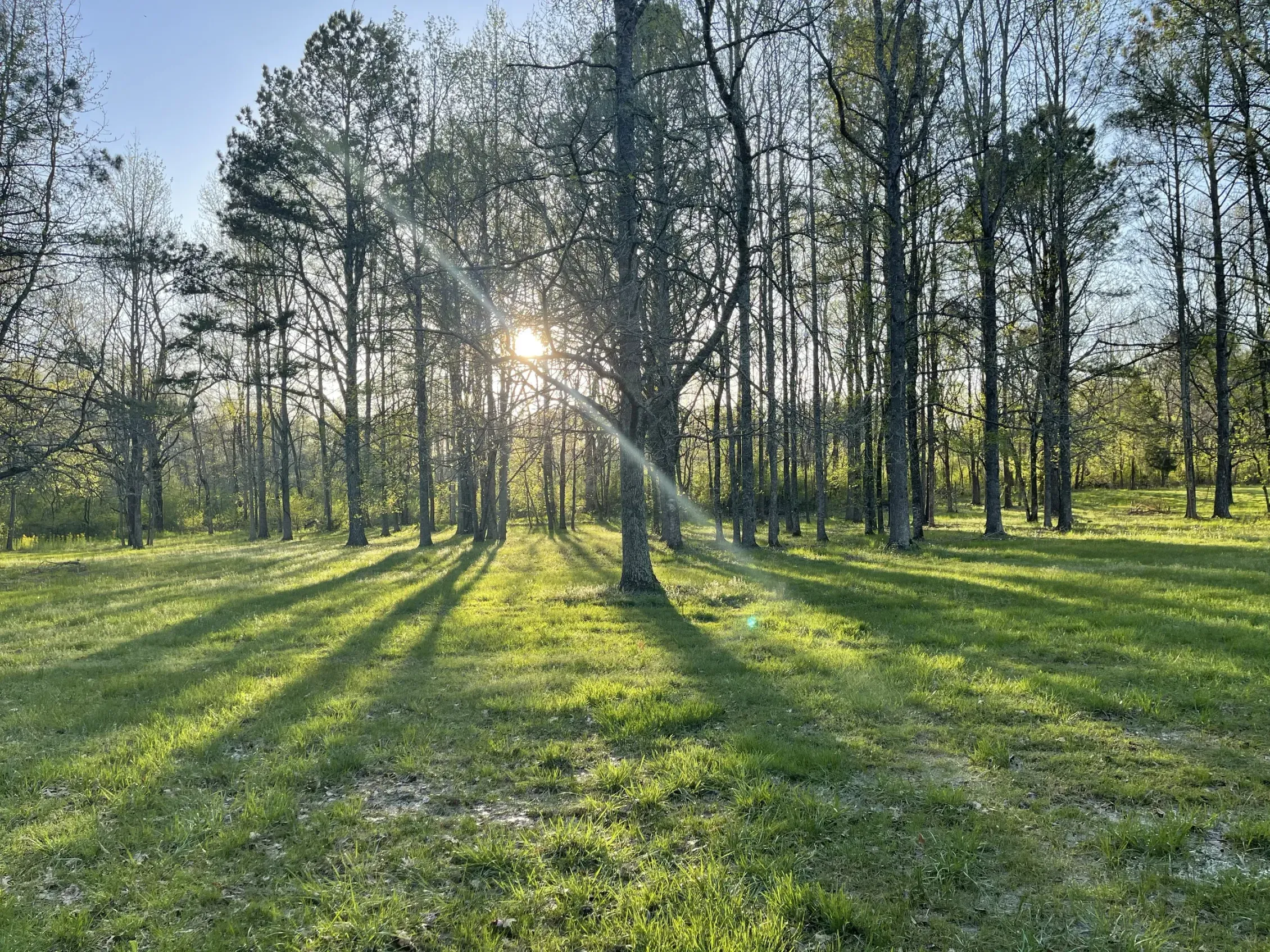 The sun is shining through the trees and casting a shadow on the grass.