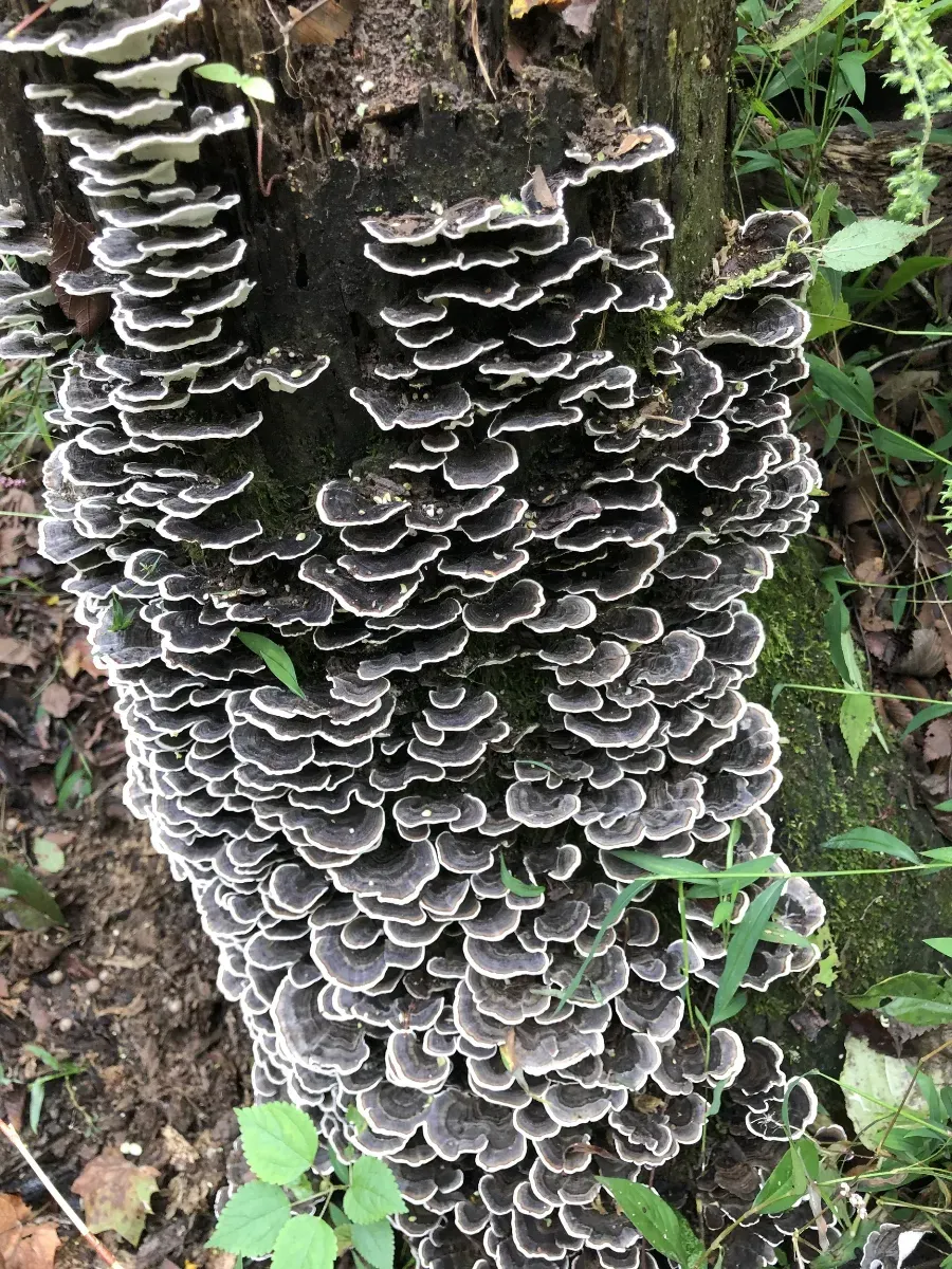 A bunch of mushrooms are growing on a tree stump.