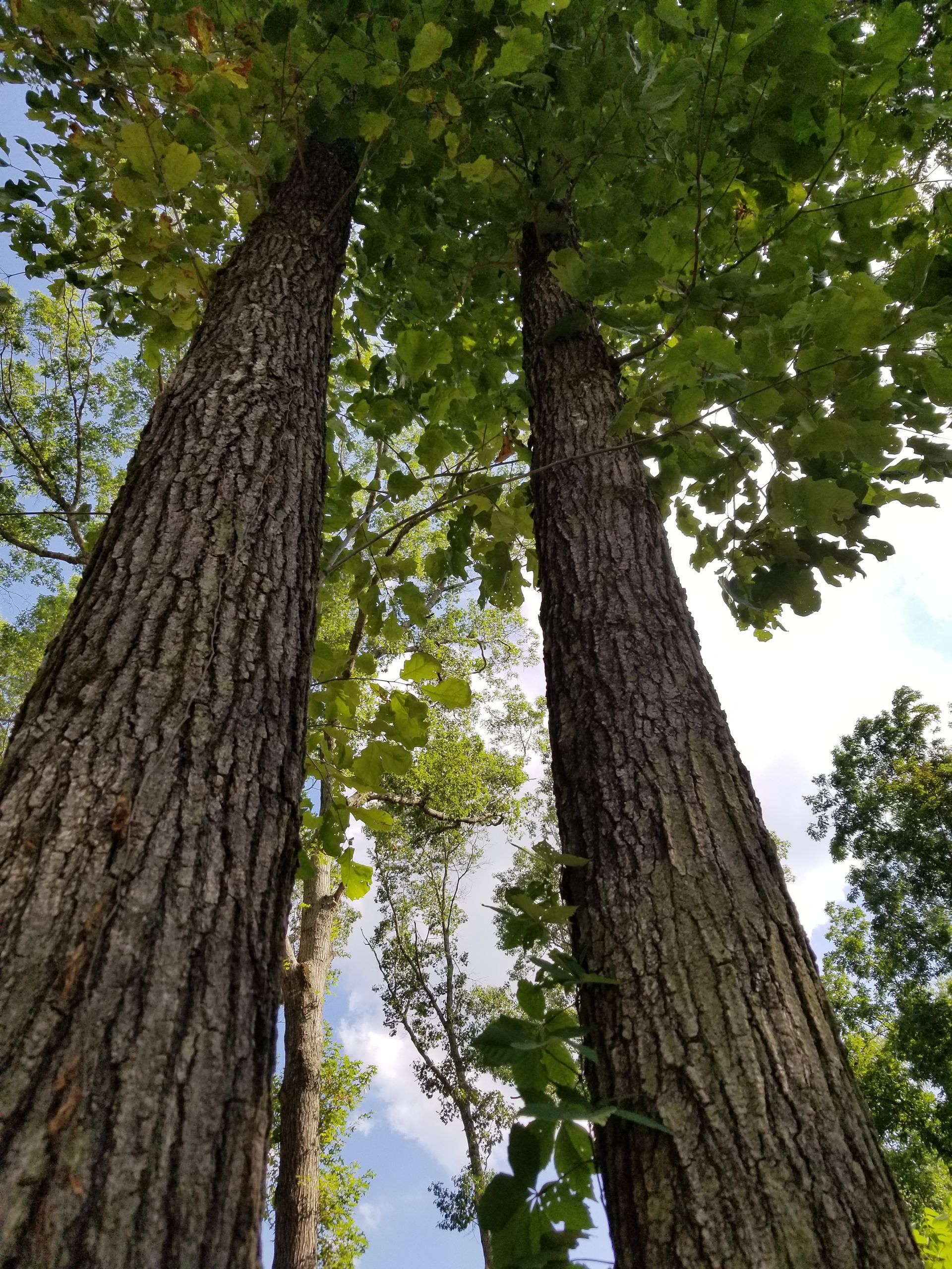 Looking up at three trees with lots of leaves