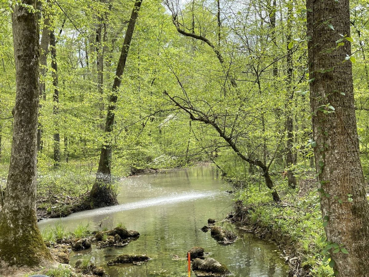 A river in the middle of a forest surrounded by trees.